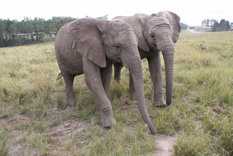 Elephant Sanctuary (11).jpg